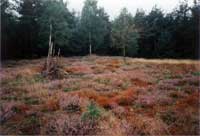 Mehrtagesausflug in die Lüneburger Heide 1994