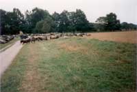 Mehrtagesausflug in die Lüneburger Heide 1994