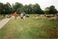 Mehrtagesausflug in die Lüneburger Heide 1994