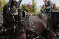 Schützenfest 2015, Ladbergen-Hölter