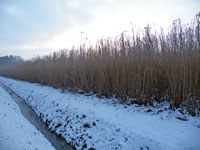 Winterwanderung Schützenverein Ladbergen-Hölter 2015